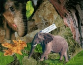 Don't kiss an elephant on the lips today